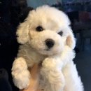 해피애견타운(Happy Pet Town) | [부천강아지분양]해피애견타운부천점에서 건강한아기 만나기