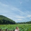 함안 대송리 늪지식물 | 함안 대송리 늪지식물 연꽃이랑 수양버들나무🫶