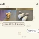 아소비 퍼피스 이미지