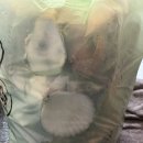 통영가 | 농라카페 통영가보수산 가리비, 석화 주문 후기