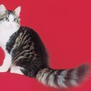 고양이숲 이미지