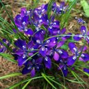 각시붓꽃 / Long-tail iris 이미지