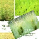 봄;꽃이피다 이미지