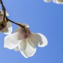 목련약국 이미지