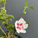 안동무궁화 이미지