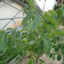 호두나무 이미지