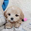 코코독(cocodog) 이미지