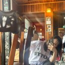 솔원정 | 정말 슬픈 휴가다 (롯데자이언츠 광주 챔필 원정 후기)