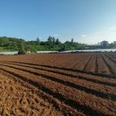 제주각시 이미지