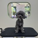 아워퍼피 이미지