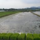 설전 마지막배송 월요일~ 햅쌀 20kg 소포장 발송 이미지