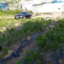 분천농장 이미지