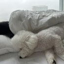 쌍촌동얼큰이 이미지