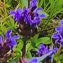 자연과 건강(산야초 이야기) 이미지