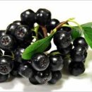 아로니아 이미지