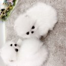 정퍼피클럽 이미지