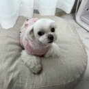 [메이준] 우리 집 강아지가 좋아하는 애견 쿠션 추천