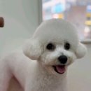 씨유 부평더샵정문점 | 인천 부평애견미용 테디컷 비숑 위생목욕 솔직후기 부평 몽개구름 십정점