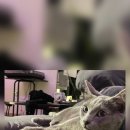 퍼스트독앤캣 이미지