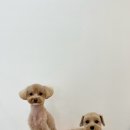 수진애견미용 이미지