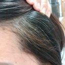 모두헤어 | 모두봄 올데이 새치커버 헤어틴트 내돈내산 후기