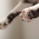 고양이 미용실 그냥 이미지