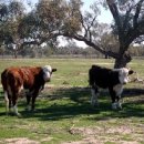 호주농장 이미지