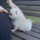 만남-행복한꿈 | 양천구폼스키분양 고민 끝내줄 행복한 만남 후기