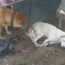 엄마는장금이 이미지