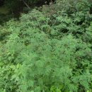 우림초등학교 이미지