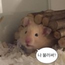 제주 골든햄스터 분양 볼주머니 이미지