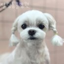 달링동물병원 이미지