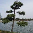 강릉경포그리고바다 이미지