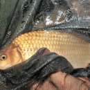 밤밭실내낚시터 이미지