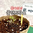 집들이선물 홈가드닝, 플랜트박스 골든캐모마일 싹틔우기