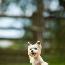 목감시티동물병원 이미지