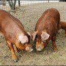 축진농장 이미지