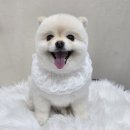 비비펫 | ​대구 동구 신암동 애견미용 비비펫그루밍 포메라니안 가위컷 후기
