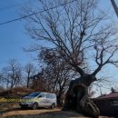 둥구나무집 이미지