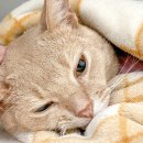 해밀동물의료센터 이미지