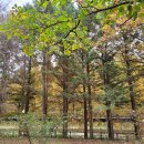 종로-종로-종로-종-273 | [2025년 단풍 완벽 가이드] 뚜벅이를 위한 서울·경기 단풍 명소 BEST 5 (상세 코스, 꿀팁 총정리)