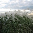 삼락강변공원 이미지