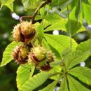 마로니에 이미지