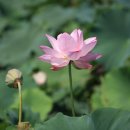 상주 공검지 이미지