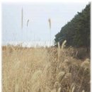 황실십자수 이미지