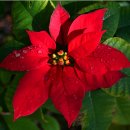 12월의 꽃 poinsettia ... Flower of December Poinsettia 이미지