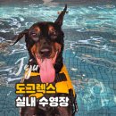 도그렉스 | 제주 애견카페 &#39;도그렉스&#39; 실내수영장 후기