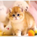 강남고양이분양 호야캣 이미지