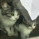 cs편의점 이미지