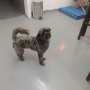 바라봄대구